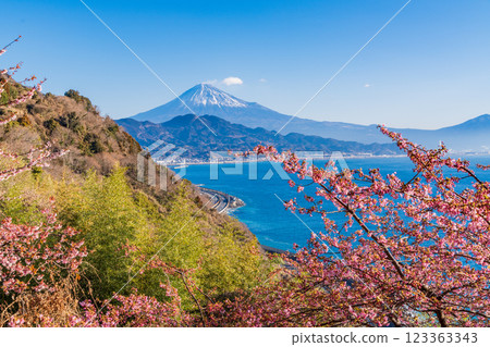 [Shizuoka Prefecture] Kawazu cherry blossoms in bloom, Mount Fuji as seen from Satta Pass 123363343