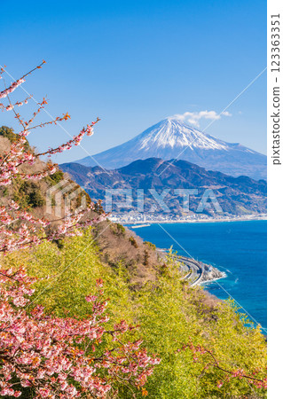 [Shizuoka Prefecture] Kawazu cherry blossoms in bloom, Mount Fuji as seen from Satta Pass 123363351