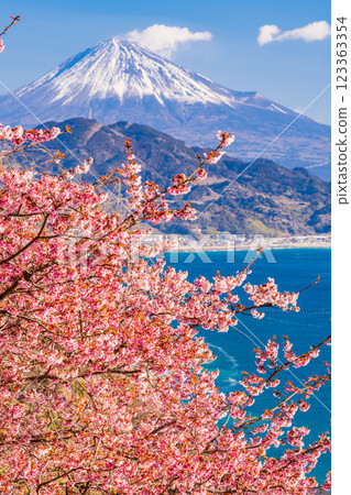 [Shizuoka Prefecture] Kawazu cherry blossoms in bloom, Mount Fuji as seen from Satta Pass 123363354