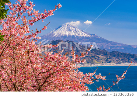 [Shizuoka Prefecture] Kawazu cherry blossoms in bloom, Mount Fuji as seen from Satta Pass 123363356