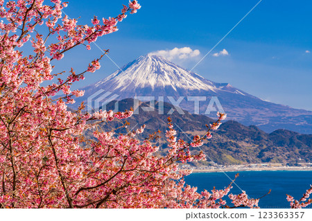 [Shizuoka Prefecture] Kawazu cherry blossoms in bloom, Mount Fuji as seen from Satta Pass 123363357
