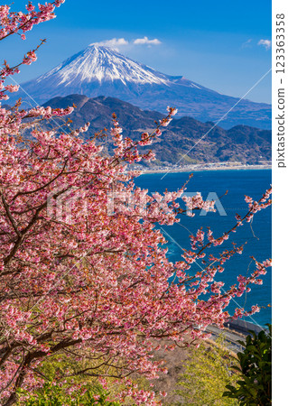 [Shizuoka Prefecture] Kawazu cherry blossoms in bloom, Mount Fuji as seen from Satta Pass 123363358