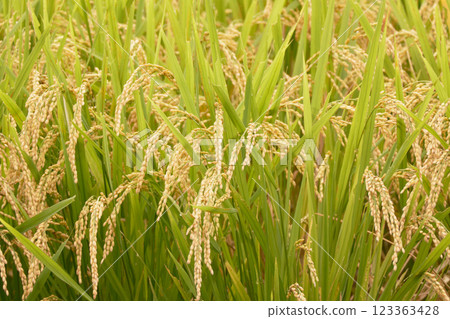 A bumper autumn harvest of rice A bumper autumn harvest of rice 123363428