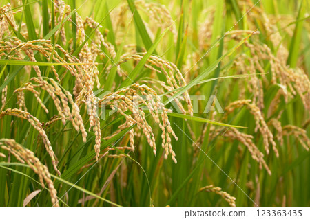 收割前的稻米風景 123363435