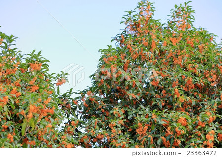 Refreshing autumn flower, Osmanthus flower Refreshing autumn flower, Osmanthus flower 123363472
