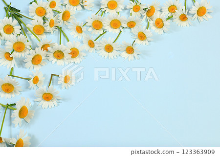 Beautiful floral arrangement with white daisies on a light background, template for design and banner for display. Minimal modern aesthetics. elegant beauty concept, selective focus 123363909