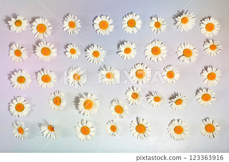 Beautiful chamomile flowers on a light background in water, flower arrangement and summer banner, greeting card for wedding, birthday, template for design, selective focus 123363916