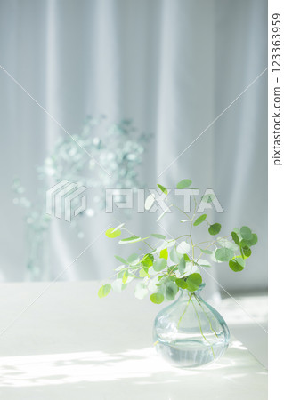 Eucalyptus branches in a glass vase Eucalyptus branches in a glass vase 123363959