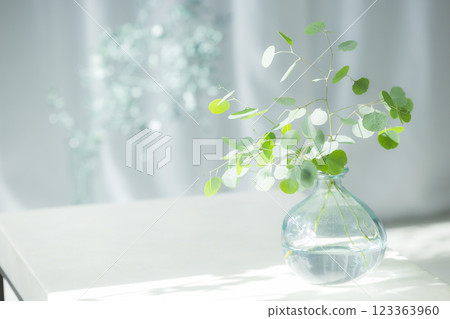 Eucalyptus branches in a glass vase Eucalyptus branches in a glass vase 123363960