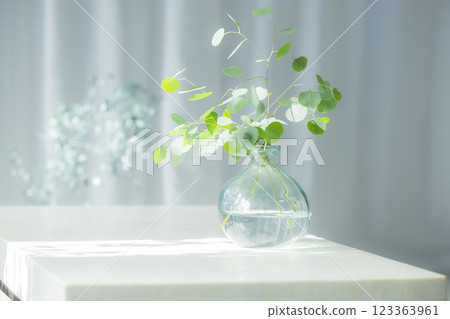 玻璃花瓶中的桉樹枝 123363961