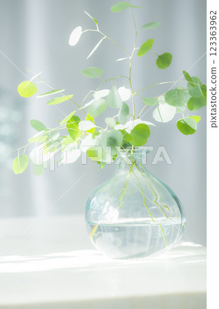 Eucalyptus branches in a glass vase Eucalyptus branches in a glass vase 123363962
