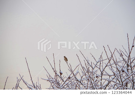 Birds Standing in Branches 123364044