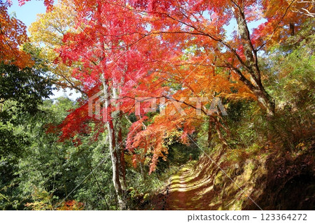 Autumn leaves in the sun Autumn leaves in the sun 123364272