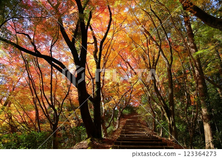 Autumn leaves in the shade of trees 123364273