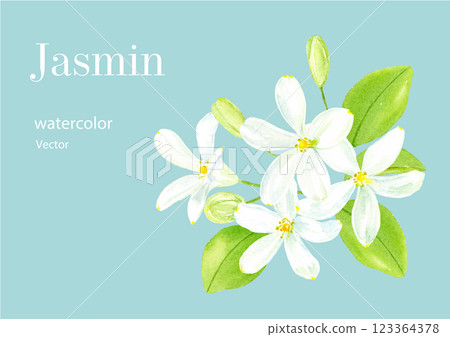Jasmine watercolor illustration Jasmine watercolor illustration 123364378