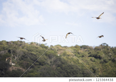 Flock of flight skull Flock of flight skull 123364438
