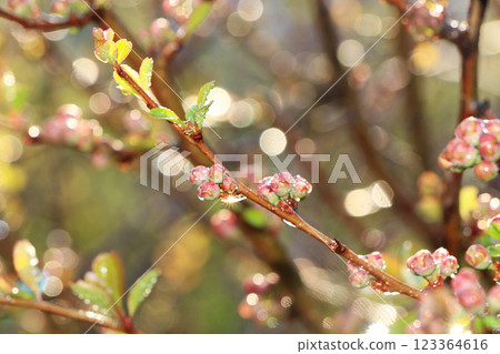 Spring floral background, blurry abstract branches of trees with drops and bokeh, Birth of a new life. Runs of the first leaves in the garden in the sun, selective focus, screen saver 123364616