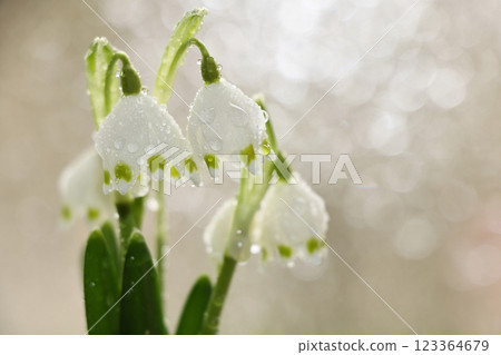The first spring flowers lilies of the valley with drops after the rain, blurred background with beautiful bokeh, spring came, spring road 123364679