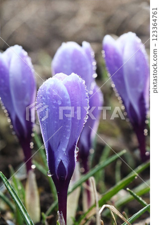 The first spring flowers, snowdrops and crocuses with drops after rain, blurred background with beautiful bokeh, spring has come, spring road, the awakening of a new life 123364761