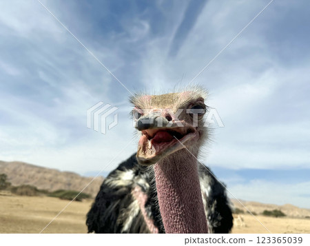 African ostrich (lat. - Struthio camelus) in the Yotvata Hai-Bar Nature Reserve 123365039