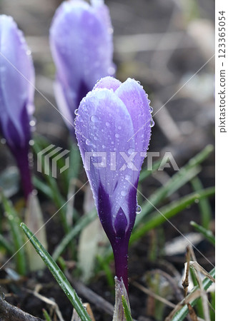 Spring blurred floral background with drops and bokeh, Birth of a new life. Crocuses run in the sun, selective focus, screen saver 123365054