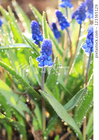 Spring colors with bokeh and drops, abstract early flowers on bokeh background at sunrise, morning dew and freshness in the garden. 123365129