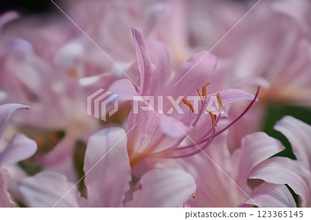甘草花在柔和的陽光下閃閃發光 甘草花在柔和的陽光下閃閃發光 123365145