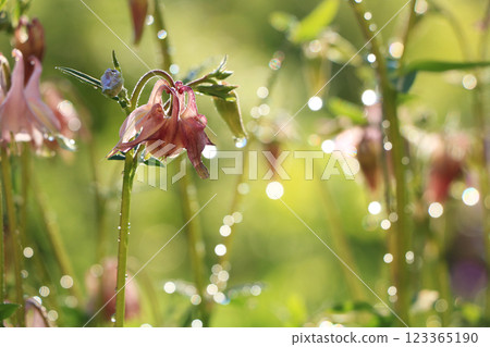 Spring colors with bokeh and drops, selective focus, Abstract early flowers on the background of bokeh at sunrise, morning dew and freshness in the garden. 123365190