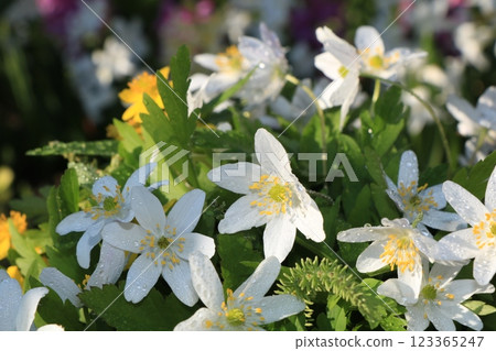 Spring coverings with bokeh and drops, abstract early flowers on bokeh background at sunrise, morning dew and freshness in the garden. 123365247
