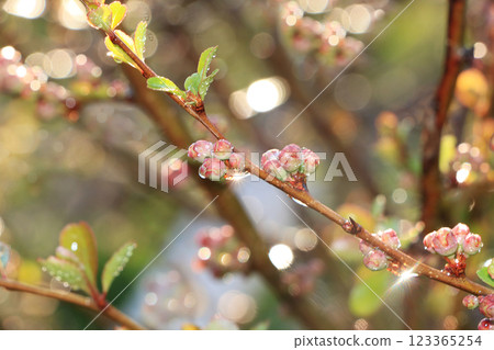 The first sprouts of quince in the spring with drops on the bokeh background, morning dew and freshness in the garden in the early morning, the birth of a new life, the leaves in the rays of the dawn 123365254