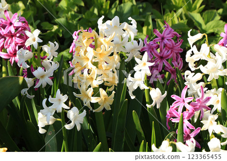 Spring colors with bokeh and drops, abstract early flowers on bokeh background at sunrise, morning dew and freshness in the garden. Spring colors with bokeh and drops, abstract early flowers on bokeh background at sunrise, morning dew and freshness in the garden. 123365455