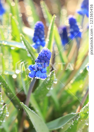 Spring colors with bokeh and drops, abstract early flowers on bokeh background at sunrise, morning dew and freshness in the garden. 123365456