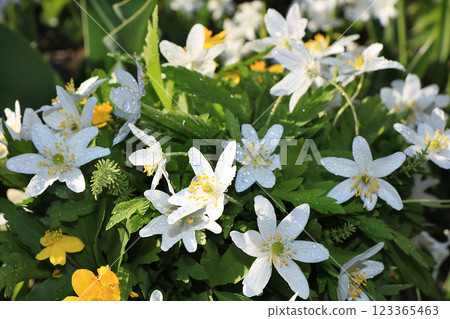 Spring coverings with bokeh and drops, abstract early flowers on bokeh background at sunrise, morning dew and freshness in the garden. 123365463