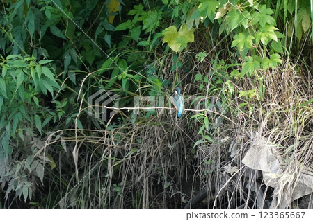 Kingfisher 123365667