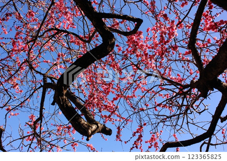 The red plum blossoms at the Shirasagi Park are in full bloom (4) The red plum blossoms at the Shirasagi Park are in full bloom (4) 123365825