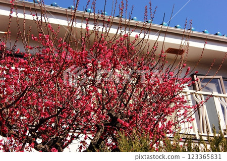 Red plum blossoms in full bloom at a private home near Nakasugi Street (2) Red plum blossoms in full bloom at a private home near Nakasugi Street (2) 123365831
