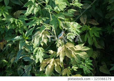 Jade Jade 123366179