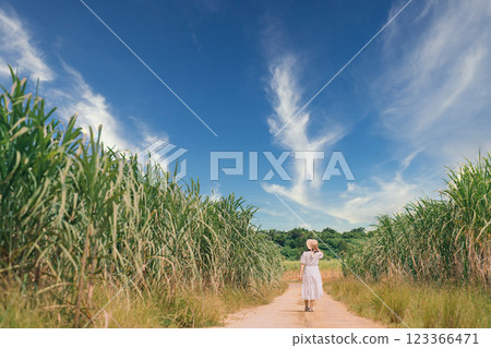 A woman walking along a road in a sugarcane field A woman walking along a road in a sugarcane field 123366471