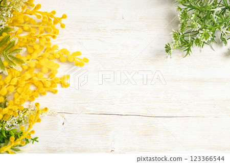 植物框架 | 含羞草和綠色 123366544