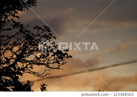 Evening sky and silhouette of branches and leaves 123366563