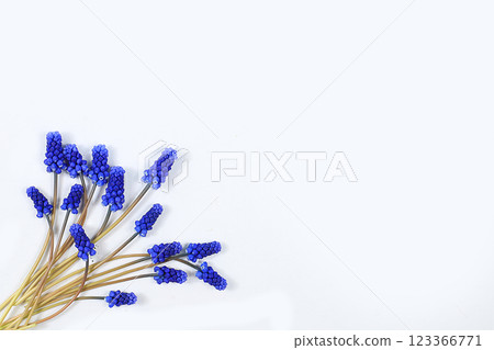 Abstract floral composition flat layout, background, minimal holiday concept with flowers, spring banner. Muscari flowers on a light table. Mother's day card, happy birthday, wedding, place for text, Abstract floral composition flat layout, background, minimal holiday concept with flowers, spring banner. Muscari flowers on a light table. Mother's day card, happy birthday, wedding, place for text, 123366771