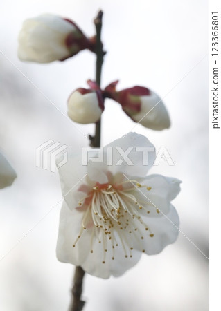 白梅花 123366801