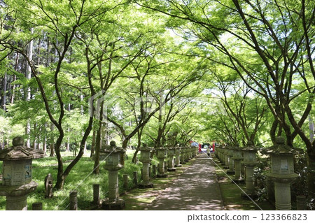 Fresh greenery at Takayama-ji Temple in Tanba, Hyogo Prefecture 123366823