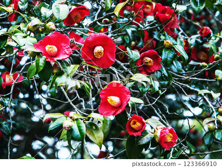 山茶花 123366910