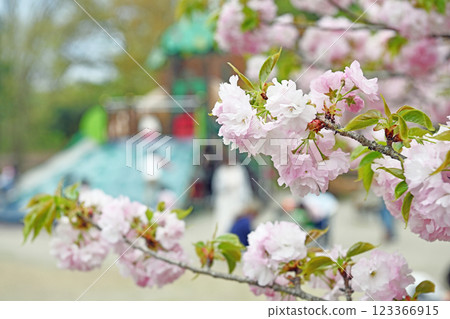 櫻花盛開的公園 櫻花盛開的公園 123366915
