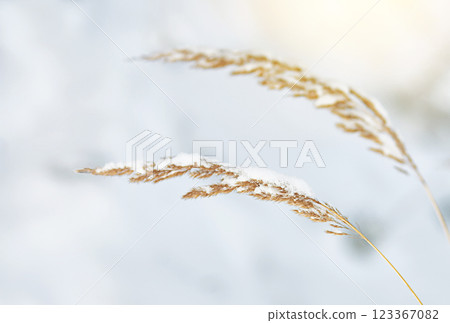 Two dry yellow blades of grass in winter under the snow. Agrostis exarata Two dry yellow blades of grass in winter under the snow. Agrostis exarata 123367082