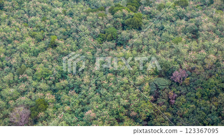 Feb 22 2025 Dense Green Forest with Varied Shades of Trees Feb 22 2025 Dense Green Forest with Varied Shades of Trees 123367095