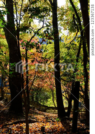 秋天的樹葉開始變色的森林 秋天的樹葉開始變色的森林 123367138