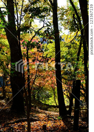 秋天的樹葉開始變色的森林 秋天的樹葉開始變色的森林 123367139