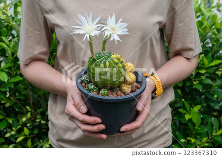 Woman holding a pot of Echinopsis Subdenudata 'Variegata' cactus with flowers blooming. 123367310